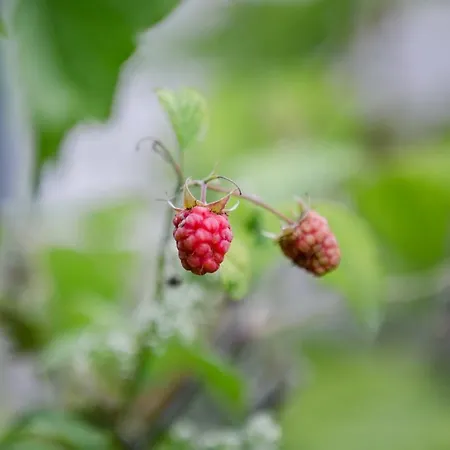 Pensjonat Biohof Ebenbauer 3*