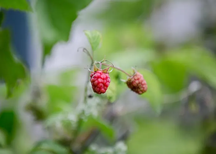 Casa de hóspedes Biohof Ebenbauer 3*
